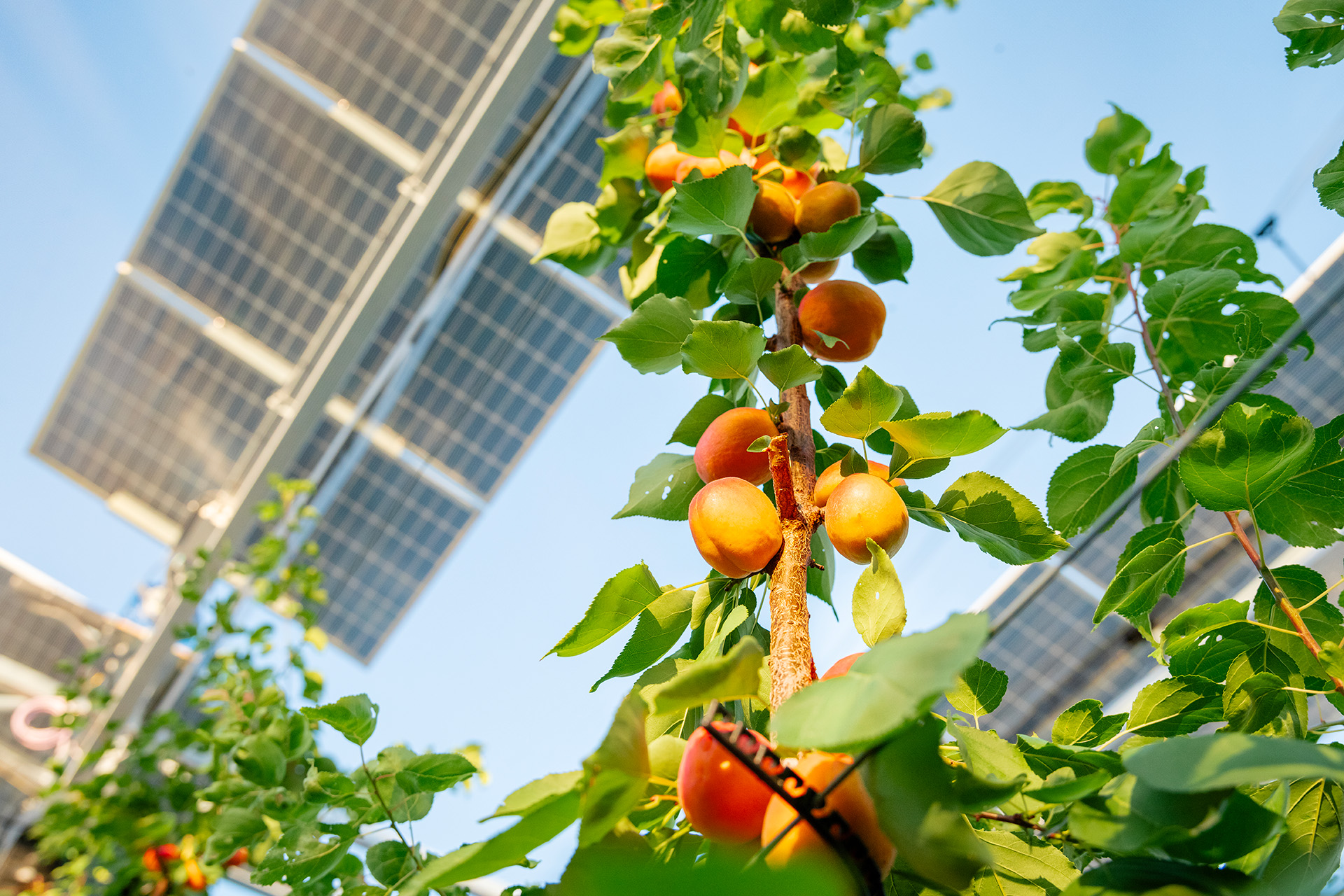 Immagine ortosolare sunAgri